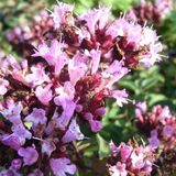 Arborix Origanum 6 x Origanum Laevigatum 'Rosenkuppel' - Marjolein pot 9x9cm - Rozekleurige bloemen