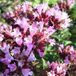 Arborix Origanum 6 x Origanum Laevigatum 'Rosenkuppel' - Marjolein pot 9x9cm - Rozekleurige bloemen
