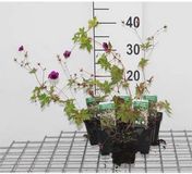 GRDplanten Groendecor Tuinarchitectuur 6x Ooievaarsbek - Geranium hybr. 'Ann Folkard' | 9x9 cm pot