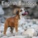 2025 Engelse Bulldogs 2025 Engelse Bulldogs maandelijkse wandkalender | 30,5 cm x 61 cm | dik stevig papier | hondenkalender 2024-2025