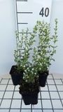 GRDplanten Groendecor Tuinarchitectuur 6x Steentijm - Calamintha nep. 'White Cloud' | 9x9 cm pot