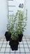 GRDplanten Groendecor Tuinarchitectuur 6x Steentijm - Calamintha nep. 'White Cloud' | 9x9 cm pot