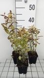 GRDplanten Groendecor Tuinarchitectuur 6x Kattekruid - Nepeta kubanica | 9x9 cm pot