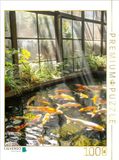 CALVENDO Puzzel Koi, 1000 stukjes, legformaat 48 x 64 cm