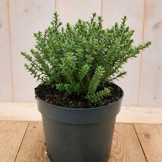 Warentuin natuurlijk - Hebe Vernicosa groenblijvend vaste plant 30 cm