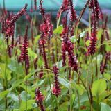 Persicaria Amplexicaulis 'Speciosa' - Racine de serpent pot 9x9cm