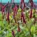Persicaria Amplexicaulis 'Speciosa' - Racine de serpent pot 9x9cm