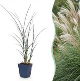 Green boutiQ - Miscanthus sinensis Gracillimus - Pampusgras - 6 Planten - Pot 11cm