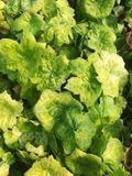 GRDplanten Groendecor Tuinarchitectuur 6x Podophyllum - Podophyllum hybr. 'Spotty Dotty' | 9x9 cm pot