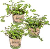 Bloomique - Set van 3 - Callisia Repens - Schildpadplant - Kamerplanten - Diervriendelijk - Hoogte 10-20 cm