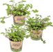 Bloomique - Set van 3 - Callisia Repens - Schildpadplant - Kamerplanten - Diervriendelijk - Hoogte 10-20 cm