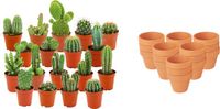 Green Boutiq ZynesFlora Mini Cactus Mix - 18 Stuks - Ø 8,1 cm Terracotta Bloempotten - 5-10 cm