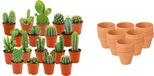 Green Boutiq ZynesFlora Mini Cactus Mix - 18 Stuks - Ø 8,1 cm Terracotta Bloempotten - 5-10 cm