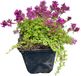 GRDplanten Groendecor Tuinarchitectuur 6x Tijm - Thymus praecox 'Coccineus' | 9x9 cm pot