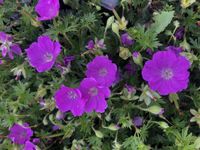 GRDplanten Groendecor Tuinarchitectuur 6x Bloedooievaarsbek - Geranium sanguineum 'Max Frei' | 9x9 cm pot