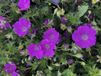 GRDplanten Groendecor Tuinarchitectuur 6x Bloedooievaarsbek - Geranium sanguineum 'Max Frei' | 9x9 cm pot