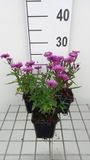 GRDplanten Aster 6x Aster - Aster n.b. 'Karminkuppel' | 9x9 cm pot