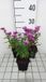 GRDplanten Aster 6x Aster - Aster n.b. 'Karminkuppel' | 9x9 cm pot