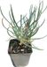 GRDplanten Groendecor Tuinarchitectuur 6x Steenanjer - Dianthus delt. Leuchtfunk' | 9x9 cm pot