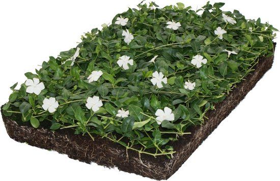 Covergreen Plantenmat Vasteplanten Maagdenpalm Vinca Alba