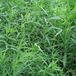 Arborix Artemisia 6 x Artemisia dracunculus 'Senior' - Dragon Pot 9x9 cm - Kruidige Geurplant