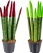 Sansevieria Velvet Touch | 2 stuks - Plante d'intérieur - ⌀9 cm - 35 cm haut