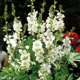 Arborix Sidalcea 6 x Sidalcea Candida - Griekse Malva pot 9x9cm