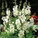 Arborix Sidalcea 6 x Sidalcea Candida - Griekse Malva pot 9x9cm