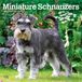Miniature Browntrout Miniature Schnauzers - Zwergschnauzer 2027 - 16-Monatskalender