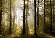 AG Design Morgen Bos, vlies fotobehang, 4 delen, multicolor 360 x 270 cm