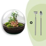 urbanjngl Merkloos Terrarium - Dome XL bonsai - ↑ 30 cm - Ecosysteem plant - Kamerplanten - DIY planten terrarium - Mini ecosysteem + Hark + Schep