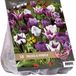 Baltus Urban Flowers – Proud & Purple - 2 x 18 stuks