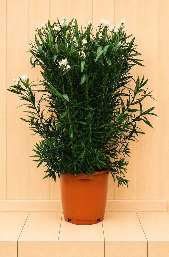 Warentuin Natuurlijk Nerium oleander wit 145 cm