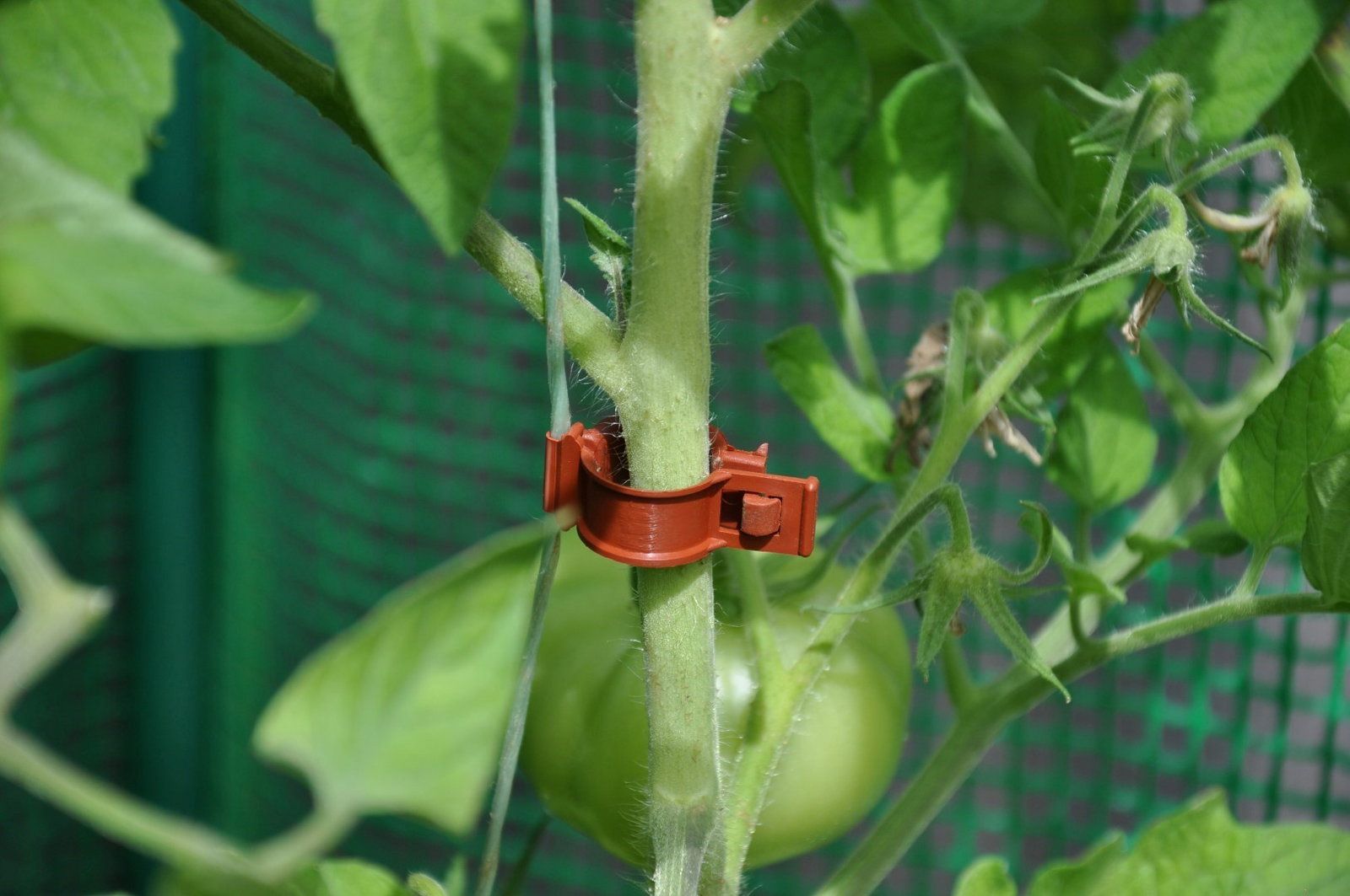 Royal Well 6 stuks! Tomato Clips / Clips a tomates 20 X