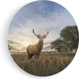 Artaza Forex Muurcirkel Hert In Het Landschap - 50x50 cm - Wandcirkel