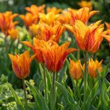 Green boutiQ - 96x Tulipa Vendeeglobe - Gele Tulp - Voorjaarsbloeier - Bolmaat 11/12