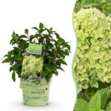 Plantenboetiek.nl | Hydrangea panniculata Groundbreaker Greeny - Pluimhortensia - Winterhard - Creme - Ø14cm - 20-25cm hoog - Tuinplant