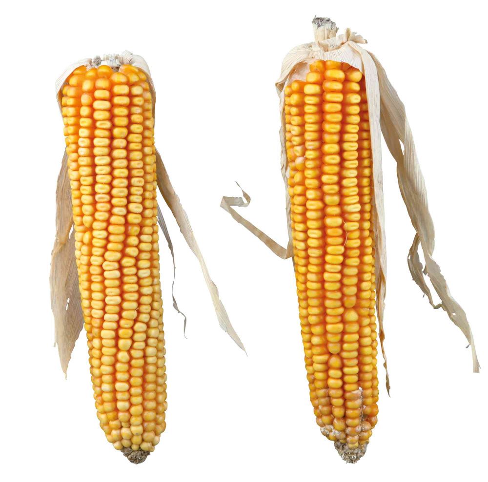 TRIXIE 60288 Maiskolven Met Blad - 2 stuks