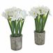 LOBERON Sierbloem set van 2 Soralen groen/wit
