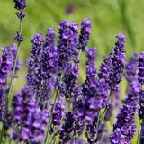 Arborix Lavandula 6 x Lavandula Angustifolia 'Hidcote' - Lavendel pot 9x9cm
