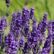 Arborix Lavandula 6 x Lavandula Angustifolia 'Hidcote' - Lavendel pot 9x9cm
