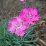 Arborix Dianthus 6 x Dianthus Gratianopolitanus - Grasanjer pot 9x9cm - Rotsachtige Kussenbloem