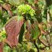 Arborix Cornus Sanguinea - Kornoelje 60-80 cm in pot