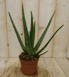 Warentuin Natuurlijk Kamerplant Aloe vera 2 stuks