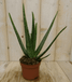 Warentuin Natuurlijk Kamerplant Aloe vera 2 stuks