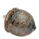 Boston International Glazen pompoen tafelblad plank decor herfst en herfst decoraties, kleine, Umber graan