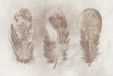 A.S. Création Papier peint MotleyFeather4 DD117635