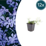 Plantenboetiek.nl Tuinplantenshop.com Phlox 'Emerald Cushion Blue' 12 stuks