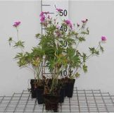 GRDplanten Ooievaarsbek 6x Geranium hybr. 'Patricia' | 9x9 cm pot