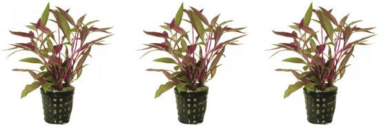 AquaFlora Levende aquariumplant althernanthera rosaefolia 5cm pot - per 3 stuks
